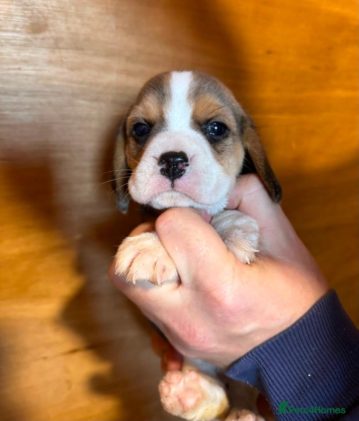 Beagle dogs KC REGISTERED  - Advert 2