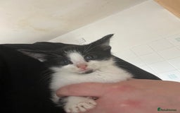 Domestic Shorthair cats for sale: 6 beautiful kittens ready for loving home  - Image 6