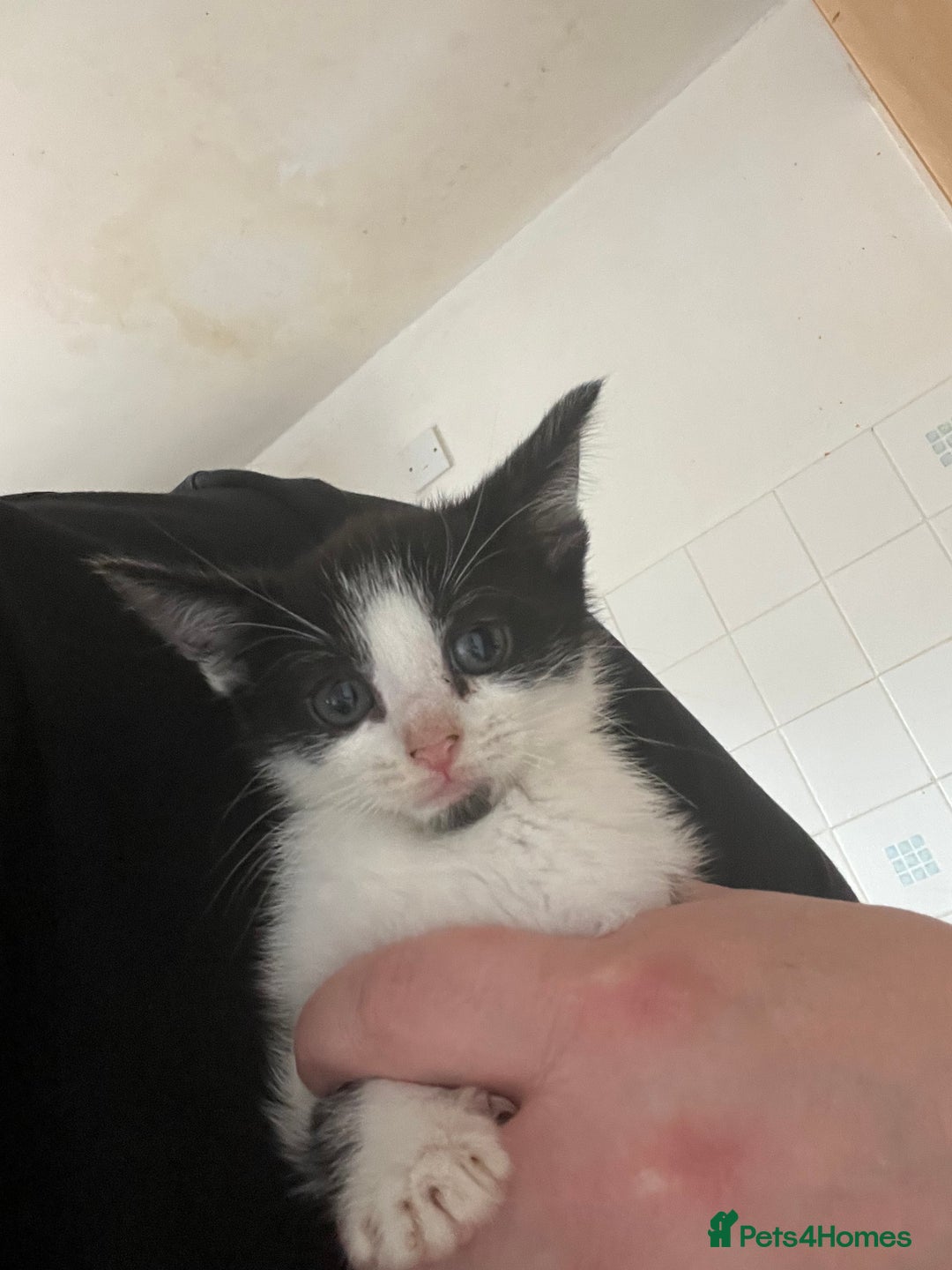 Domestic Shorthair cats for sale: 6 beautiful kittens ready for loving home  - Image 6