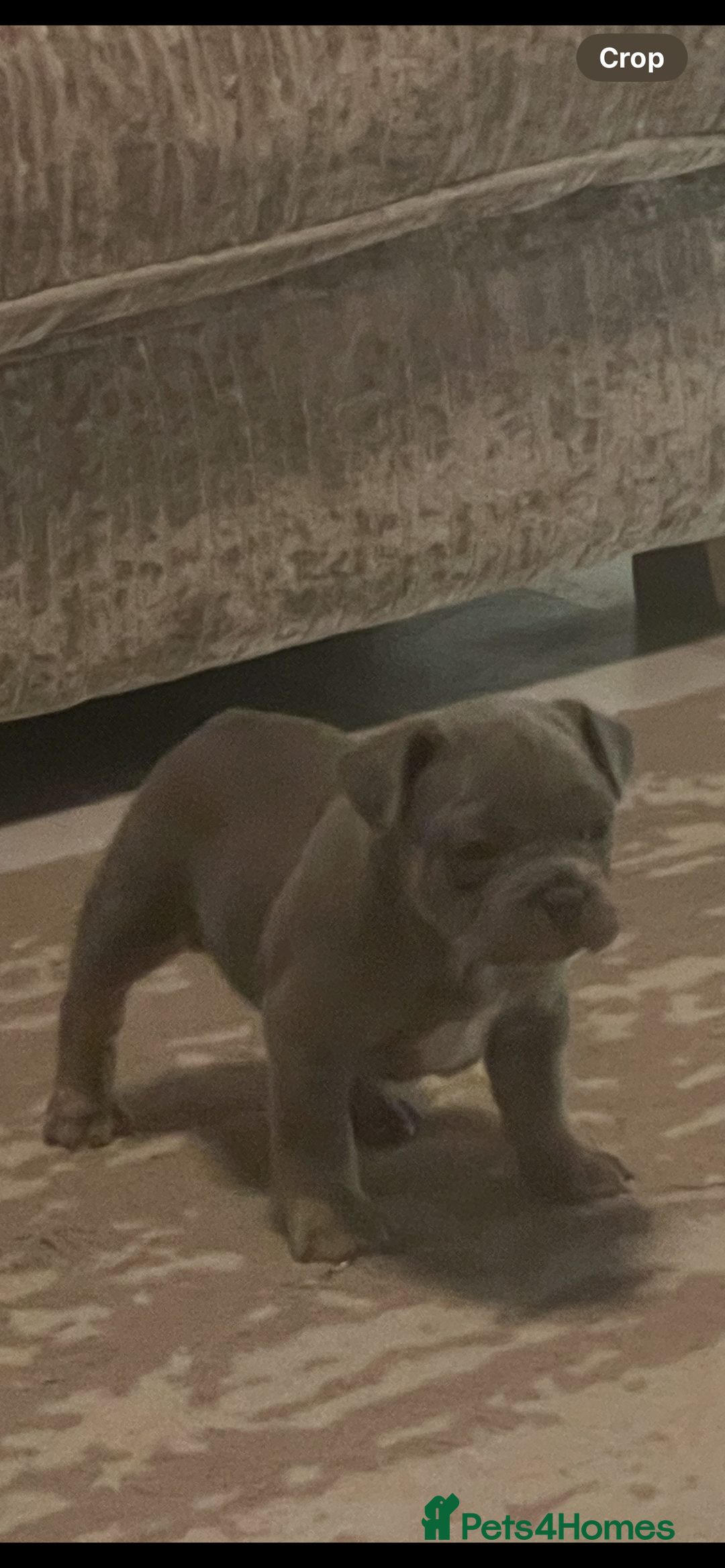 French Bulldog dogs for sale: French bulldog pups - Advert 12