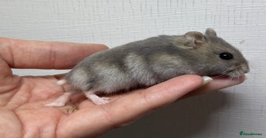 Hamster rodents - Advert 2