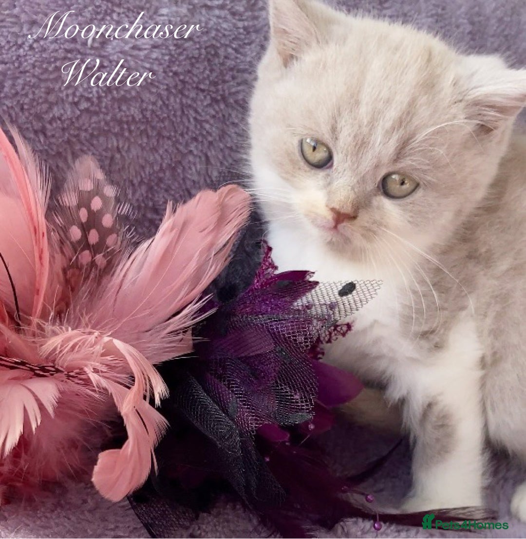 British Longhair cats for sale: Stunning British Longhair Boys TICA Registered - Image 3