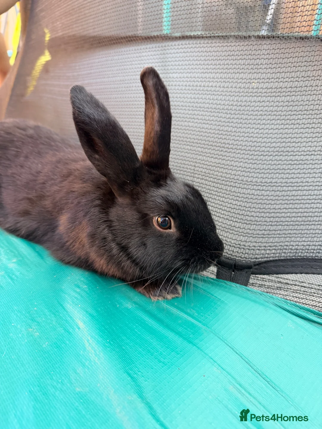 Mixed Breed rabbits for sale: Bunny - Advert 1
