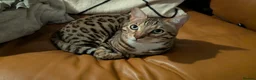 Bengal cats for sale: Adorable Bengal male for sale  - Advert 9