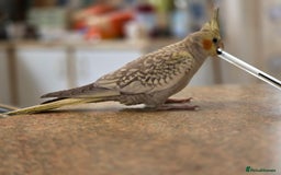 Cockatiels birds for sale: Sociable young Pearl Cockateil - Image 8