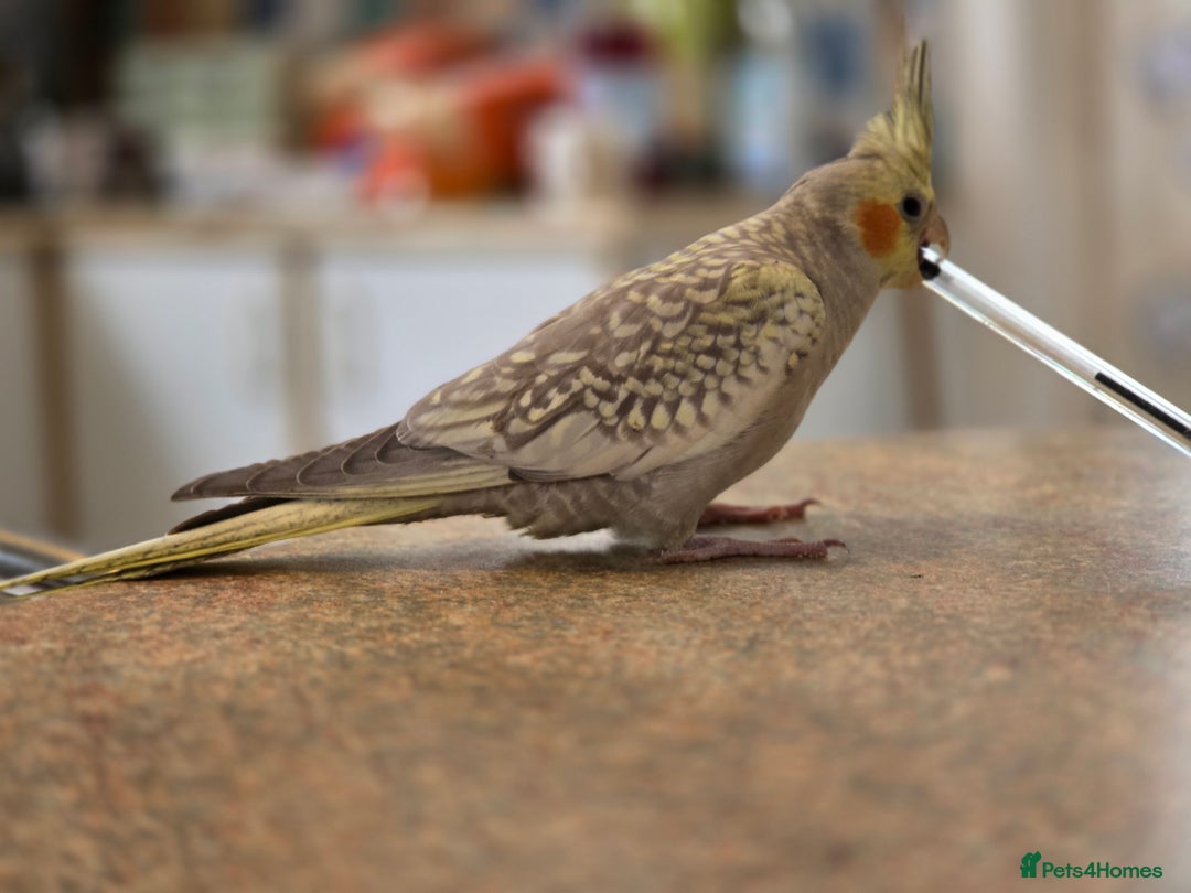 Cockatiels birds for sale: Sociable young Pearl Cockateil - Image 8