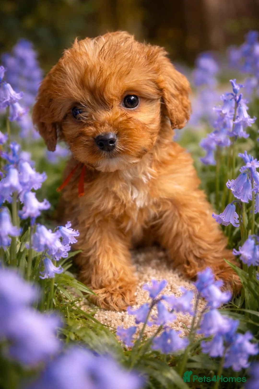 Cockapoo dogs for sale: Stunning cockapoo - Advert 1