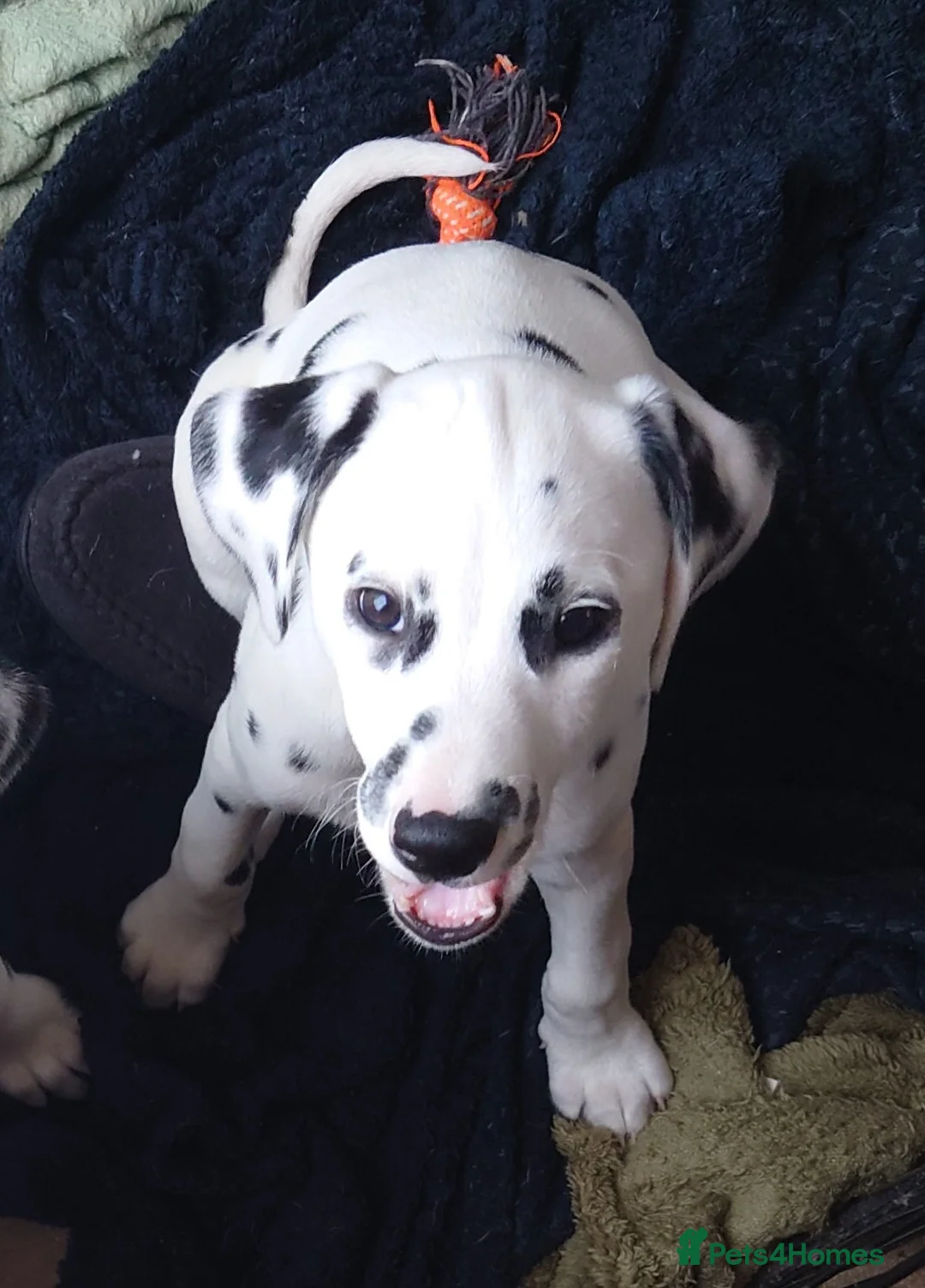 Mixed Breed dogs for sale: 9 Beautiful Dalmador Puppies! - Advert 10