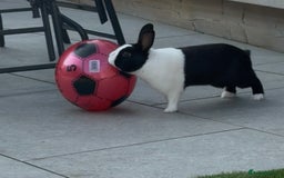 Dutch rabbits for sale: Male Dutch rabbit  - Image 1