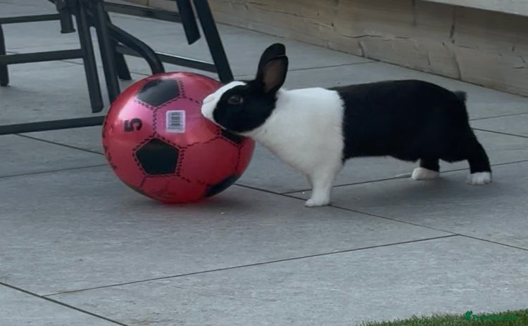 Dutch rabbits - Advert 1