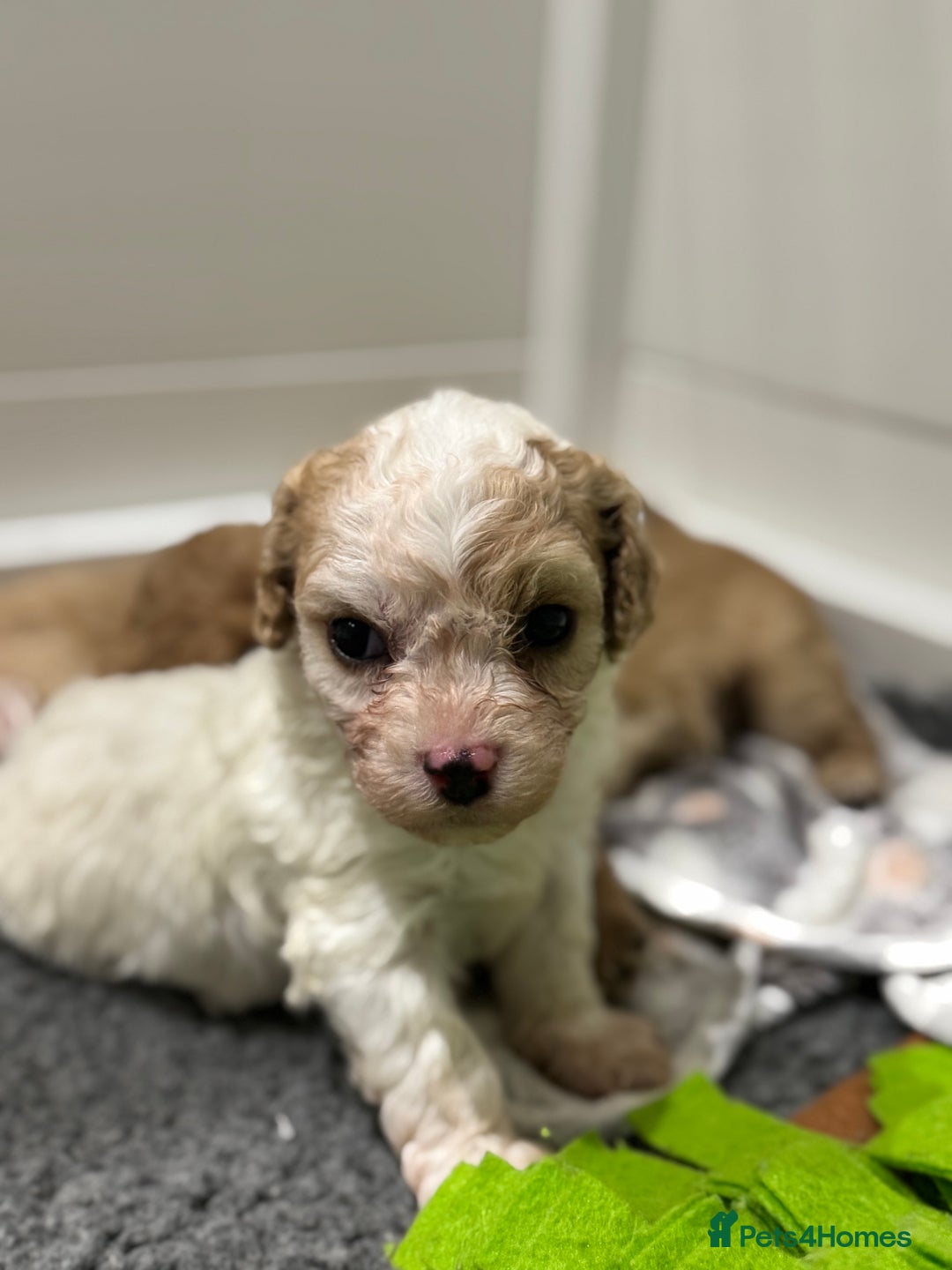 Cavapoochon dogs for sale: Cavapoochon puppies - Advert 12