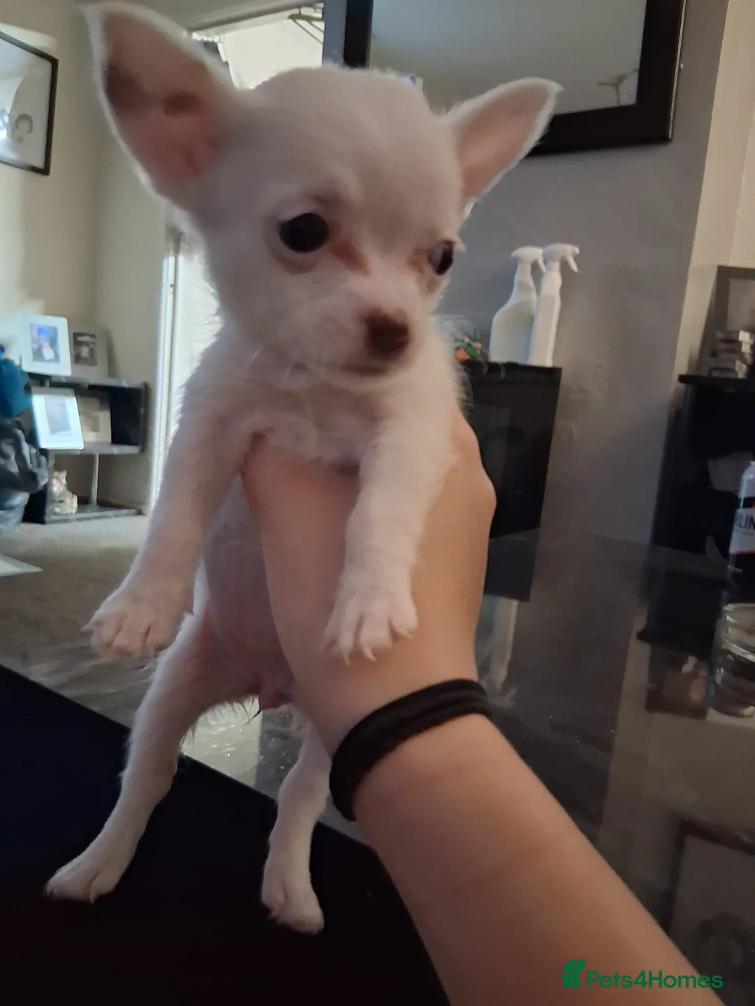 Chihuahua dogs for sale: 6 puppies for sale in Swansea - Advert 2