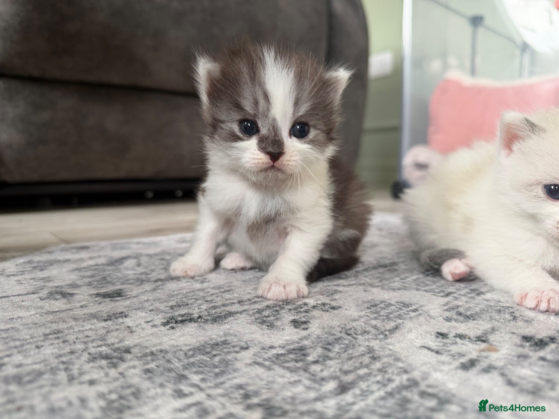 Ragdoll cats (2 left) Ragdoll mix breed  - Advert 17