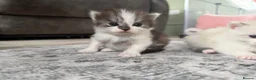 Ragdoll cats for sale: (1 left) Ragdoll mix breed  - Advert 2