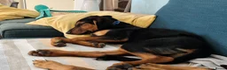 Mixed Breed dogs for adoption: Handsome Alfie - 5 months old Hound cross in Stone - Advert 8