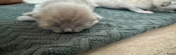 Bengal cats for sale: 2 left now Bengal cross ragdoll kittens - Advert 6