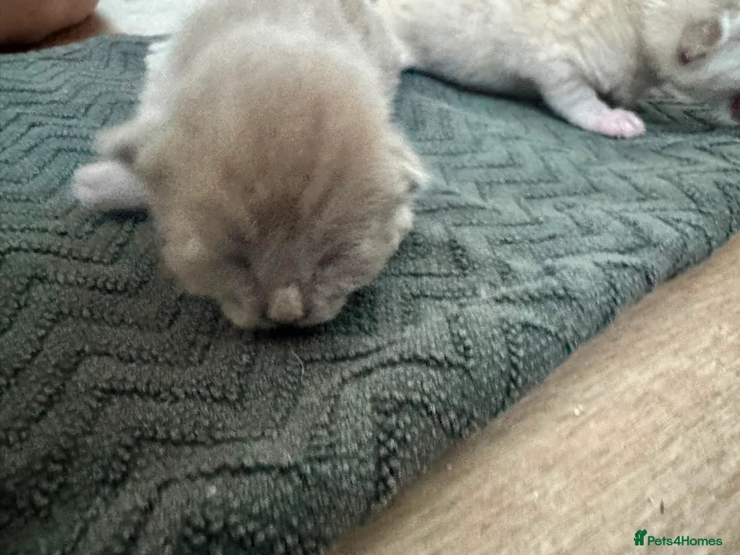 Bengal cats for sale: 2 left now Bengal cross ragdoll kittens - Advert 6