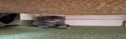 Scottish Fold cats for sale: Female Scottish Fold Kitten for Sale 🐱 - Advert 6