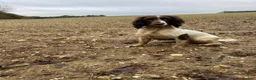 English Springer Spaniel dogs for sale: KC Reg working English springer spaniels in Watlington - Advert 7