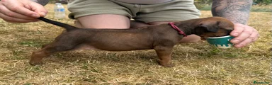 Rhodesian Ridgeback Female