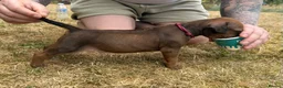 Rhodesian Ridgeback dogs for sale: Rhodesian Ridgeback Puppies born 21st June 2026 - Advert 2