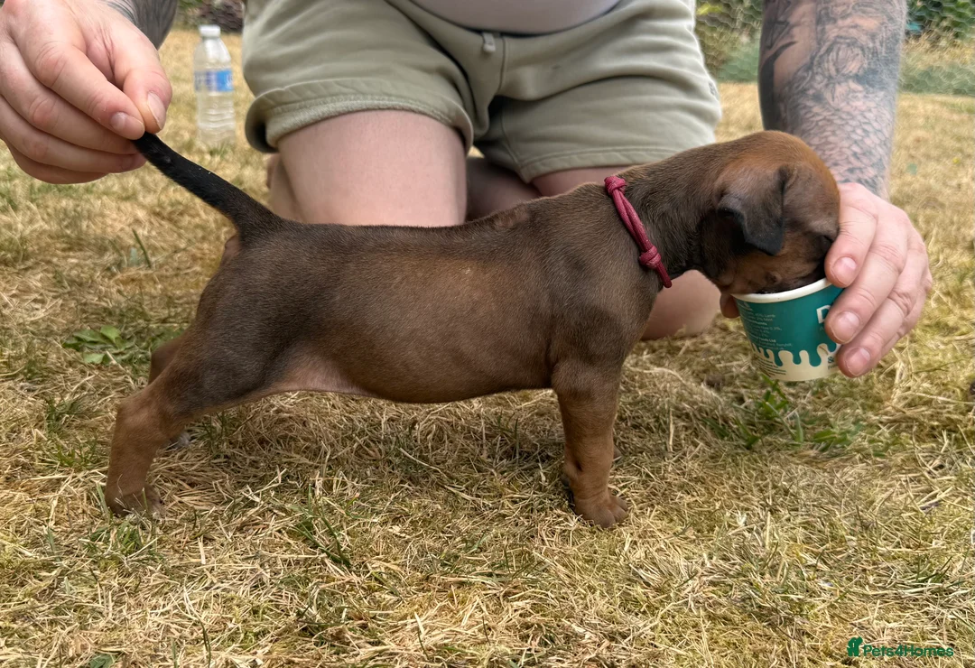 Rhodesian Ridgeback dogs for sale: Rhodesian Ridgeback Puppies born 21st June 2026 - Advert 2