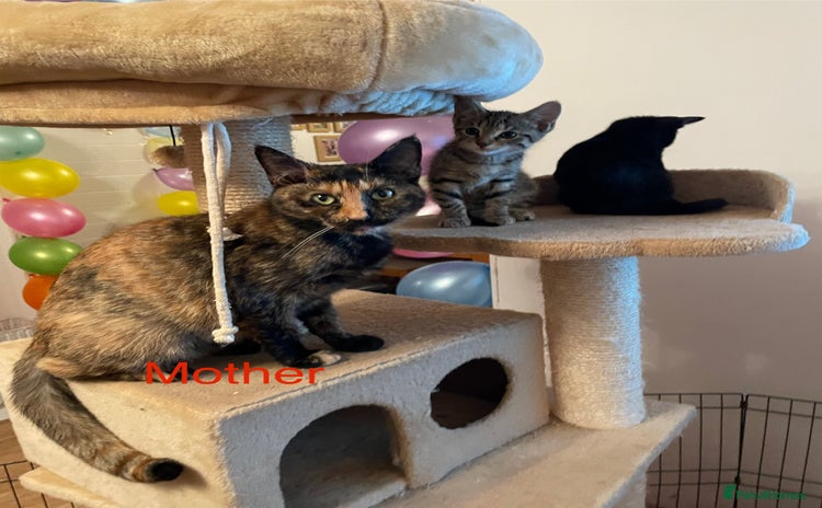 Mixed Breed cats - Advert 12