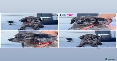 Mixed Breed dogs - Advert 6
