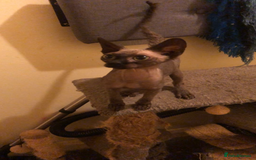 Sphynx cats for sale: I have a kitten of 4 Sphynx cat  - Image 11