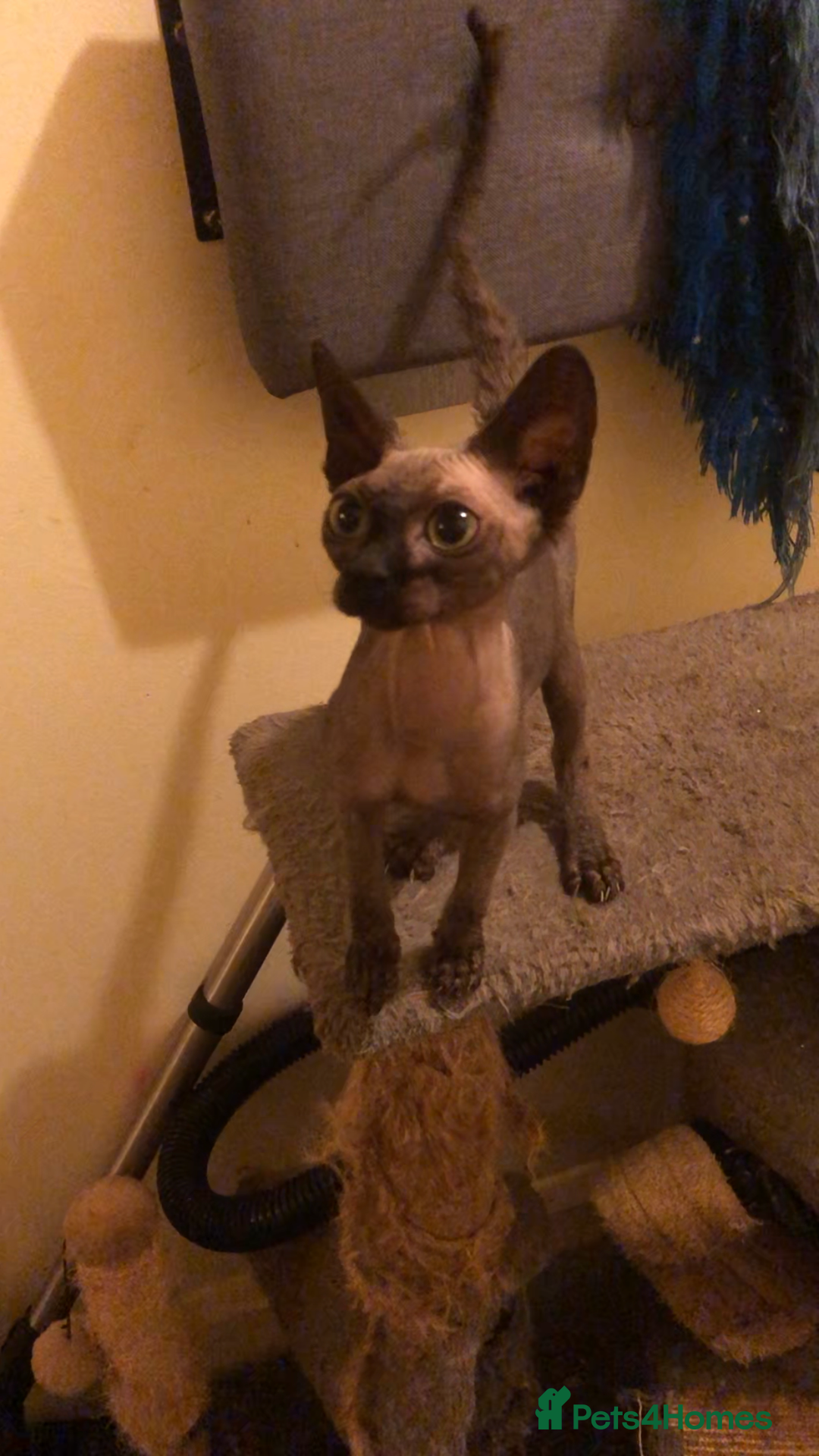 Sphynx cats for sale: I have a kitten of 4 Sphynx cat  - Image 11