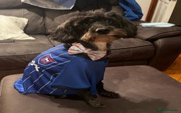 Schnoodle dogs for sale: Daisy is a 2 year old snoodle  - Image 1