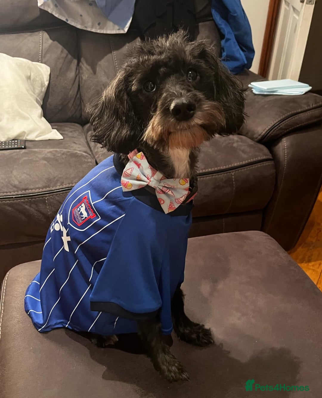Schnoodle dogs for sale: Daisy is a 2 year old snoodle  - Image 1