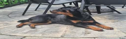 Rottweiler dogs for sale: Lady  in Selby - Advert 2