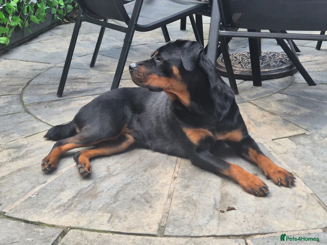 Rottweiler dogs for sale: Lady  in Selby - Advert 2