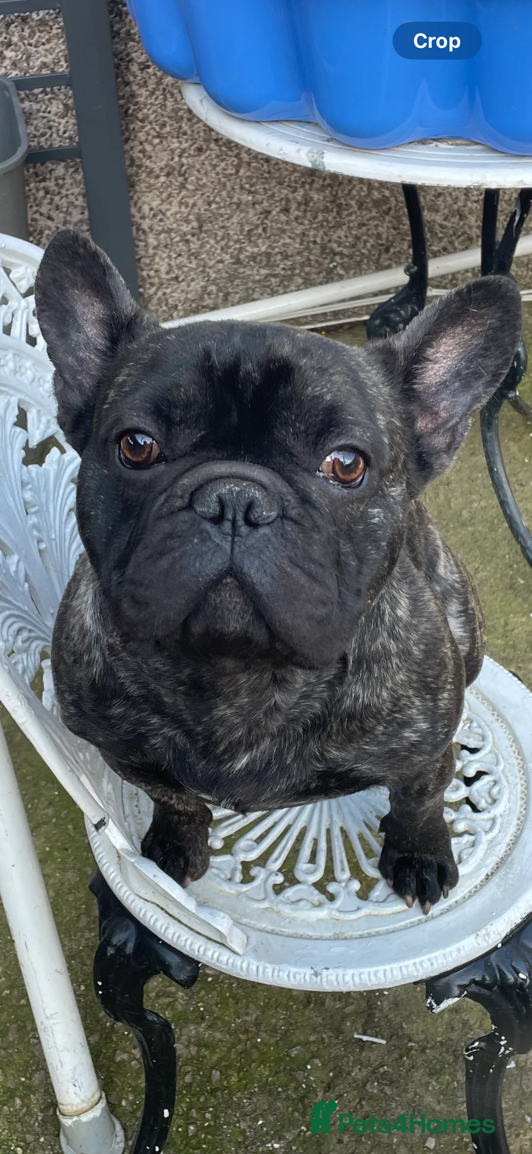 French Bulldog dogs for sale: 4 year old male  - Advert 1