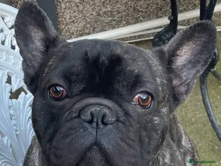 French Bulldog dogs 4 year old male - Advert 4