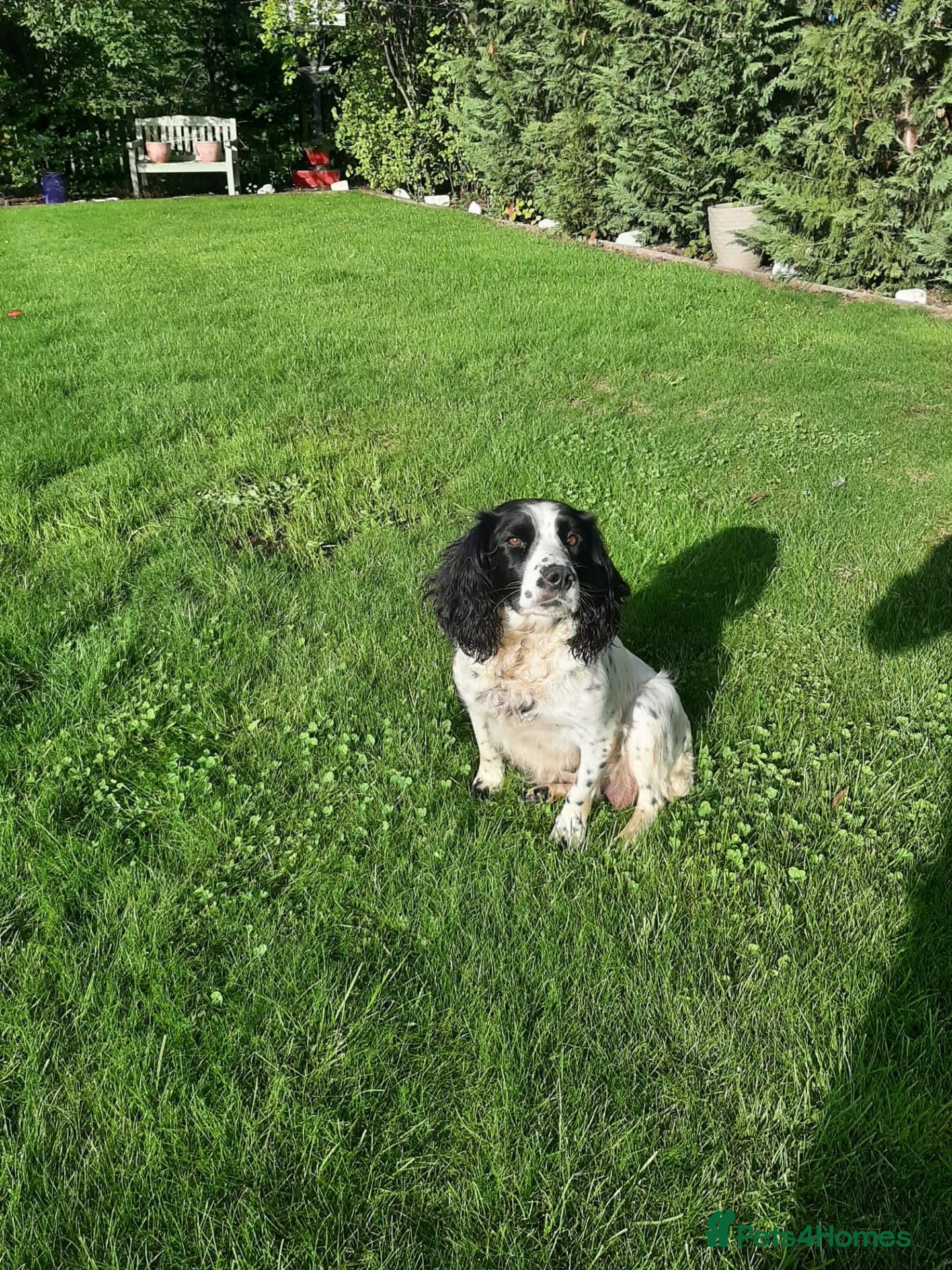 English Springer Spaniel dogs Springer spaniel puppies  - Advert 1