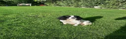 English Springer Spaniel dogs for sale: Springer spaniel puppies  - Advert 1