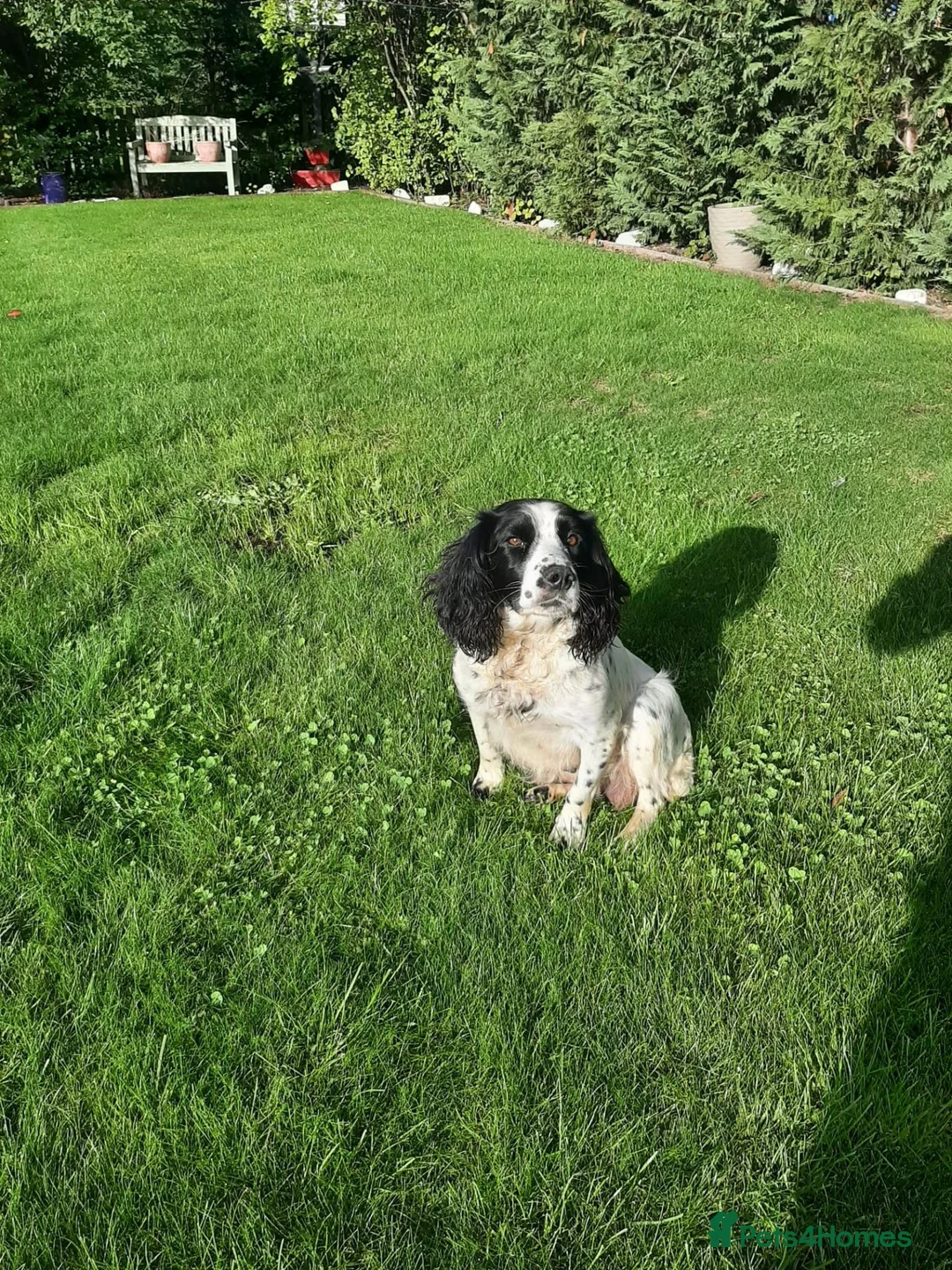 English Springer Spaniel dogs for sale: Springer spaniel puppies  - Advert 1