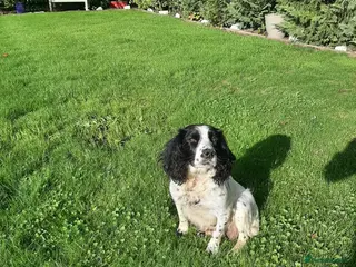 English Springer Spaniel dogs Springer spaniel puppies - Advert 5