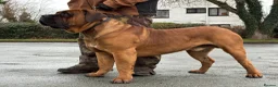 Boerboel dogs for sale: STUNNING NABBR REGISTERED GIRLS.  - Advert 20