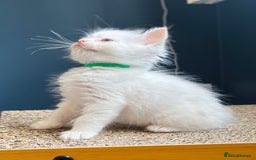 Ragdoll cats for sale: Stunning Rainbow of Ragdoll Kittens - Image 26