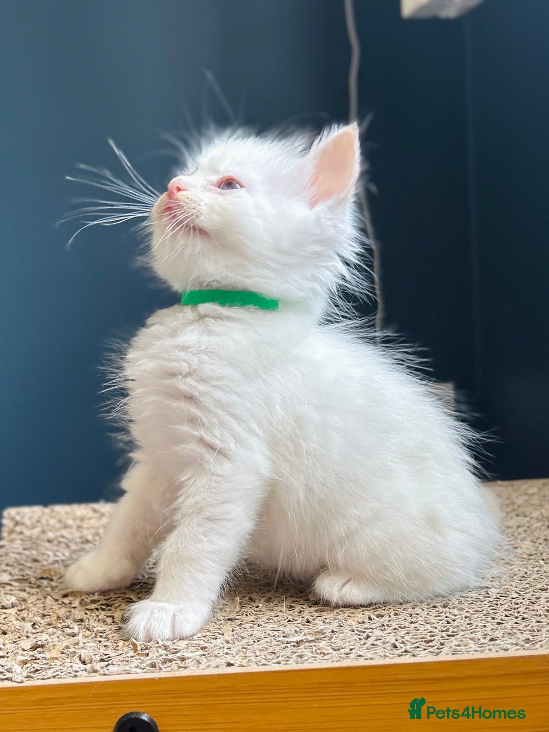 Ragdoll cats for sale: Stunning Rainbow of Ragdoll Kittens - Image 26