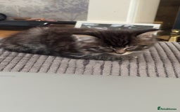Mixed Breed cats for sale: Gorgeous kittens ready now  - Image 4