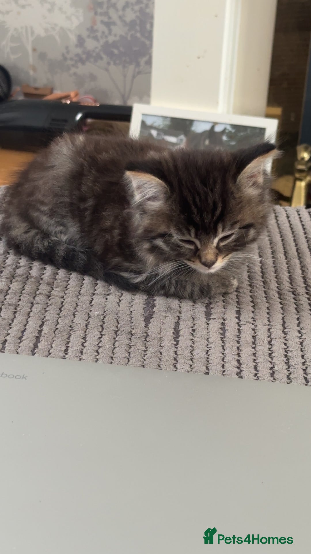 Mixed Breed cats for sale: Gorgeous kittens ready now  - Image 4
