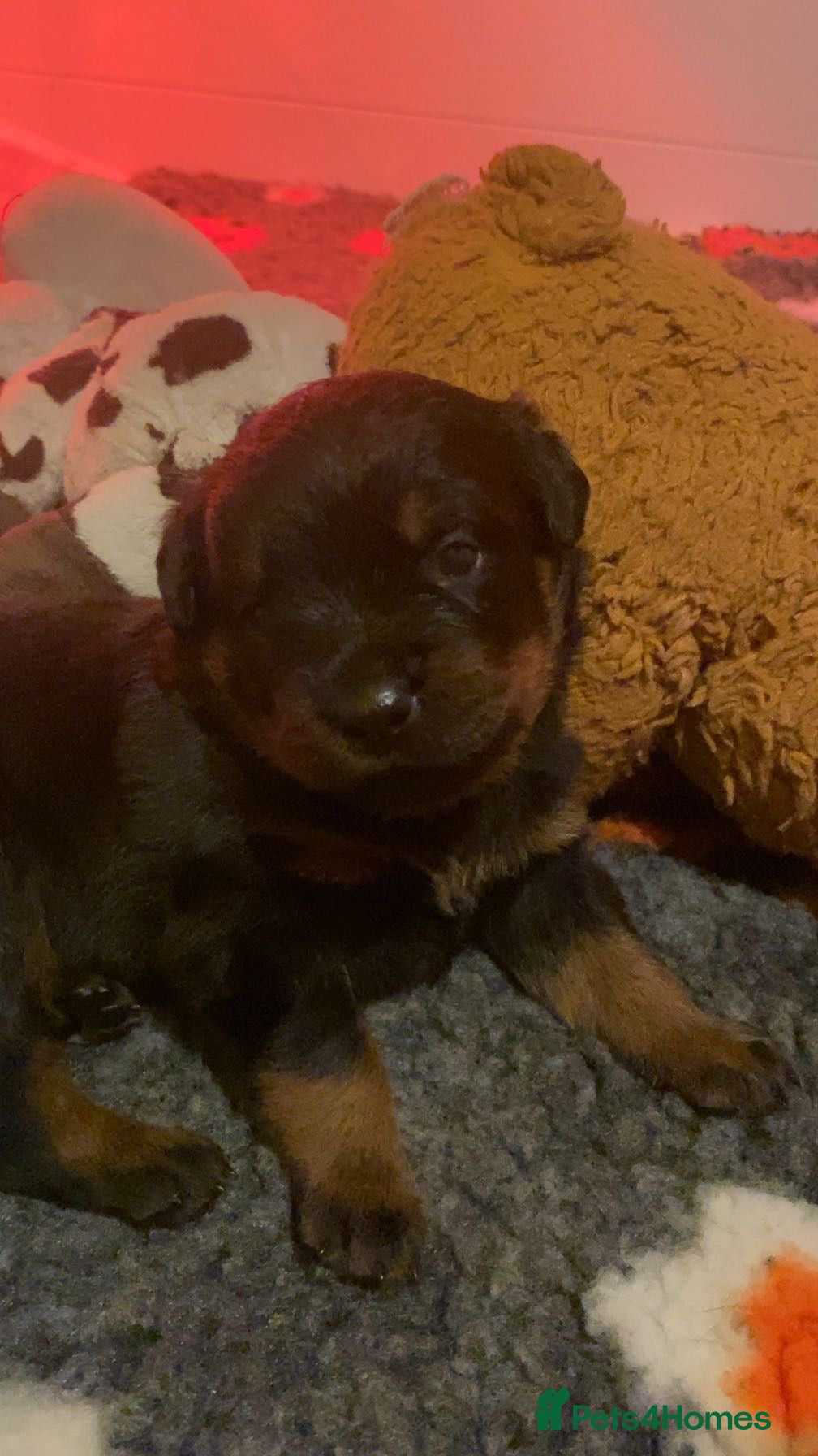 Rottweiler dogs Rottweilers top health tested parents - Advert 2