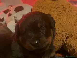 Rottweiler dogs Rottweilers top health tested parents - Advert 2