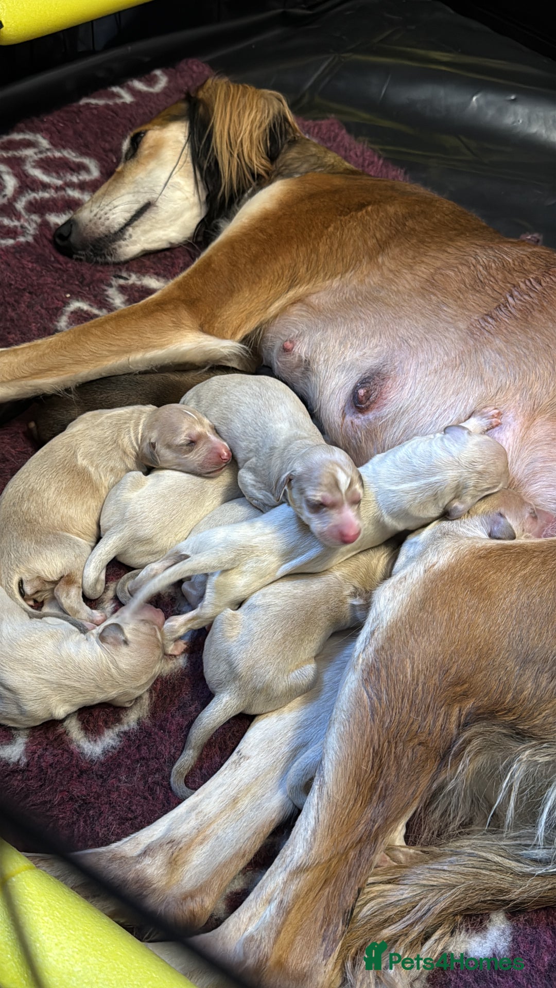 Saluki dogs for sale: Beautiful Saluki  - Image 4