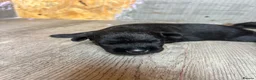 Patterdale Terrier dogs for sale: 🔥🔥ROSIE & BOBS LITTER🔥🔥 in Liverpool - Advert 16