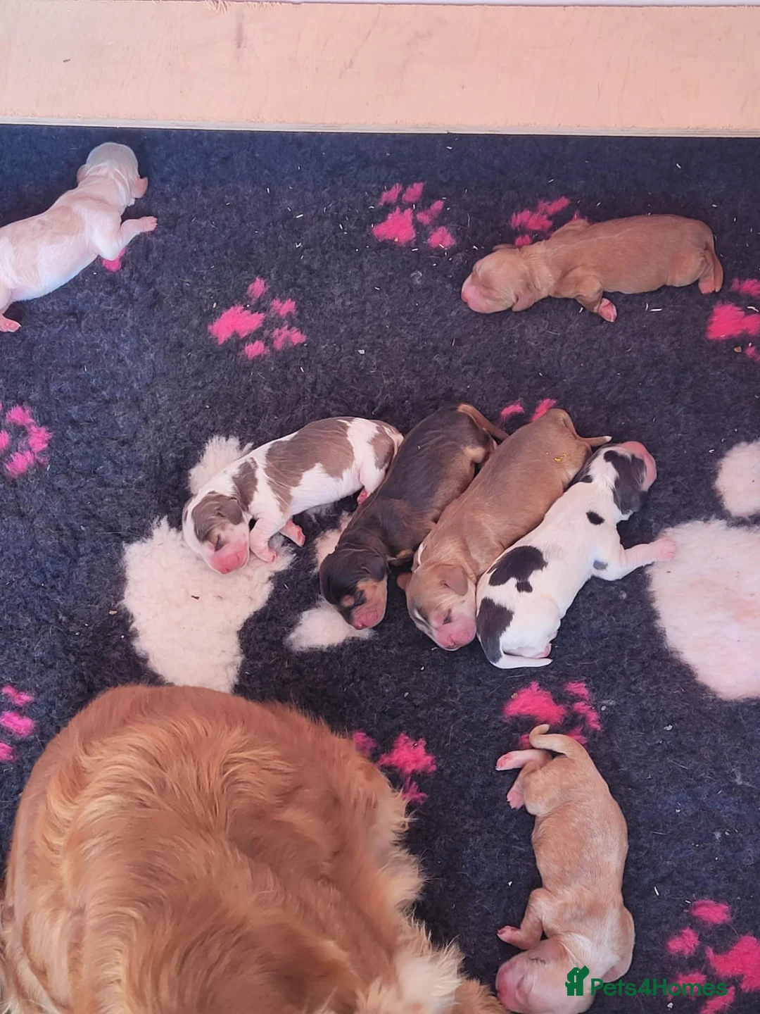 Cocker Spaniel dogs for stud: KC Sable Show Cocker STUD champ lines in Sandbach - Advert 4